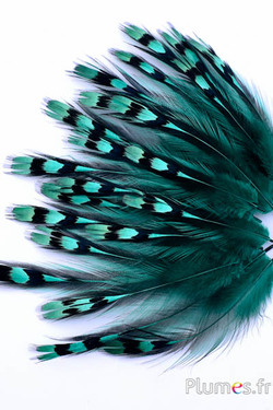 Gallo di Sonnerat - 1-3 cm, collo - smeraldo